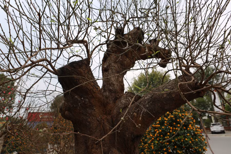 Nhiều gốc đào có thế đẹp "hút" khách.