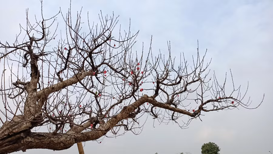 Chủ các vườn đào cho biết, nhiều gốc đào giá "khủng" đã tìm được chủ nhân.