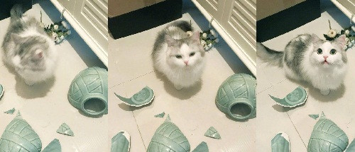 Phản ứng của mèo khi phạm lỗi.