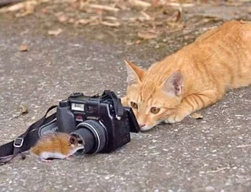 Người mẫu gan dạ nhất thế giới.