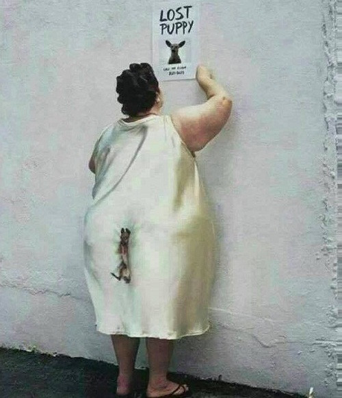 Tội cho chú chó đó.