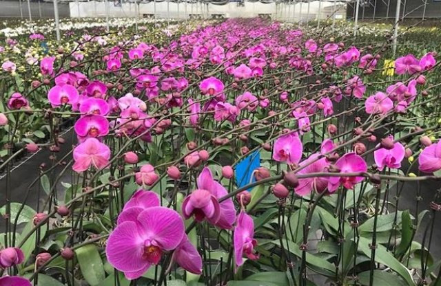 600 cành hoa được mang ra trung bày tại Đại hội 600 cành hoa được mang ra trung bày tại Đại hội