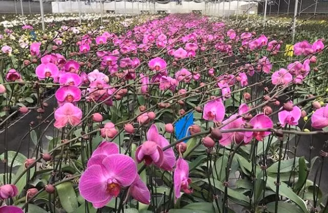 600 cành hoa được mang ra trung bày tại Đại hội