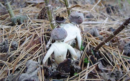 Nấm Geastrum britannicum. 