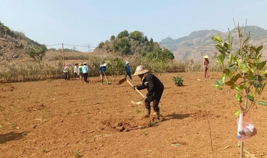 120 hố trồng cây mắc ca được đào trong Hội thi.