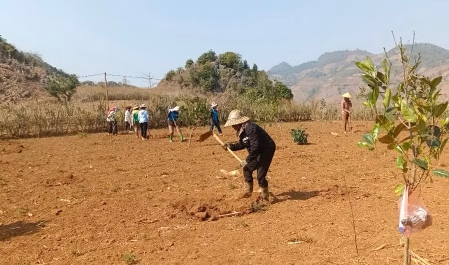 120 hố trồng cây mắc ca được đào trong Hội thi.