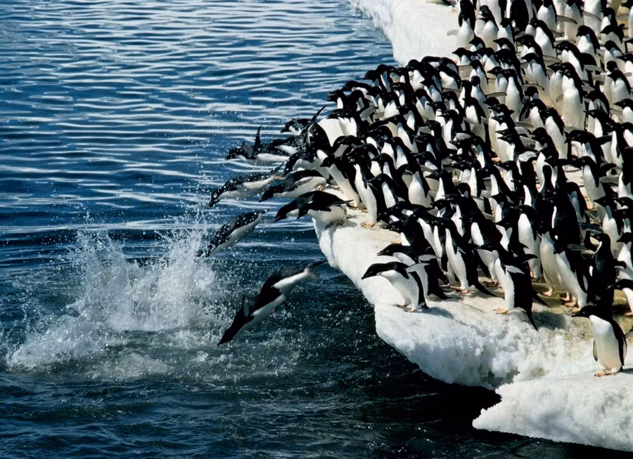 Khám phá thú vị về chim cánh cụt ảnh 4