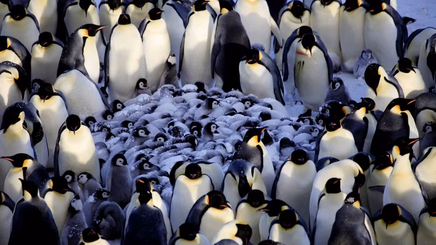 Khám phá thú vị về chim cánh cụt ảnh 3