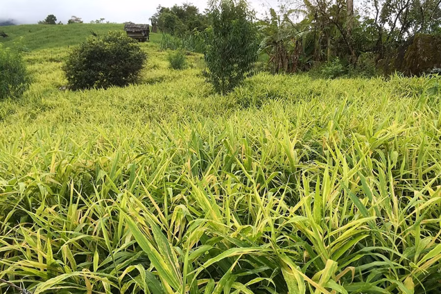 Củ gừng ở huyện Kỳ Sơn đạt OCOP 3 sao.