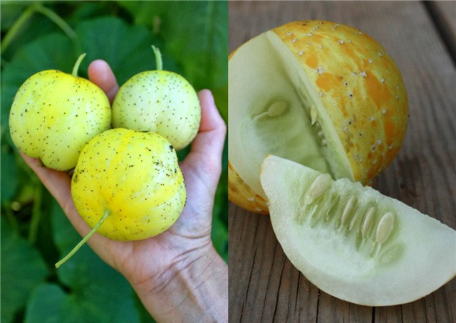 Khám phá top 10 loại dưa chuột kỳ lạ nhất hành tinh hình ảnh 13 kham pha top 10 loai dua chuot ky la nhat hanh tinh hinh anh 13