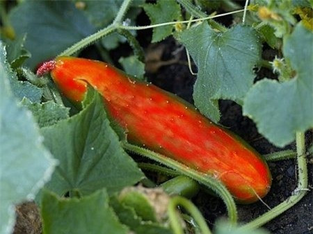 Khám phá top 10 loại dưa chuột kỳ lạ nhất hành tinh hình ảnh 3 kham pha top 10 loai dua chuot ky la nhat hanh tinh hinh anh 3
