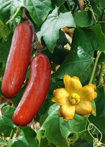 Khám phá top 10 loại dưa chuột kỳ lạ nhất hành tinh hình ảnh 4 kham pha top 10 loai dua chuot ky la nhat hanh tinh hinh anh 4