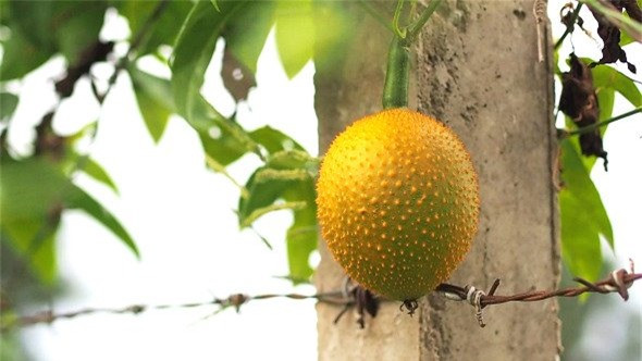 Khám phá top 10 loại dưa chuột kỳ lạ nhất hành tinh hình ảnh 15 kham pha top 10 loai dua chuot ky la nhat hanh tinh hinh anh 15