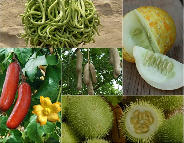 Khám phá top 10 loại dưa chuột kỳ lạ nhất hành tinh hình ảnh 1 kham pha top 10 loai dua chuot ky la nhat hanh tinh hinh anh 1