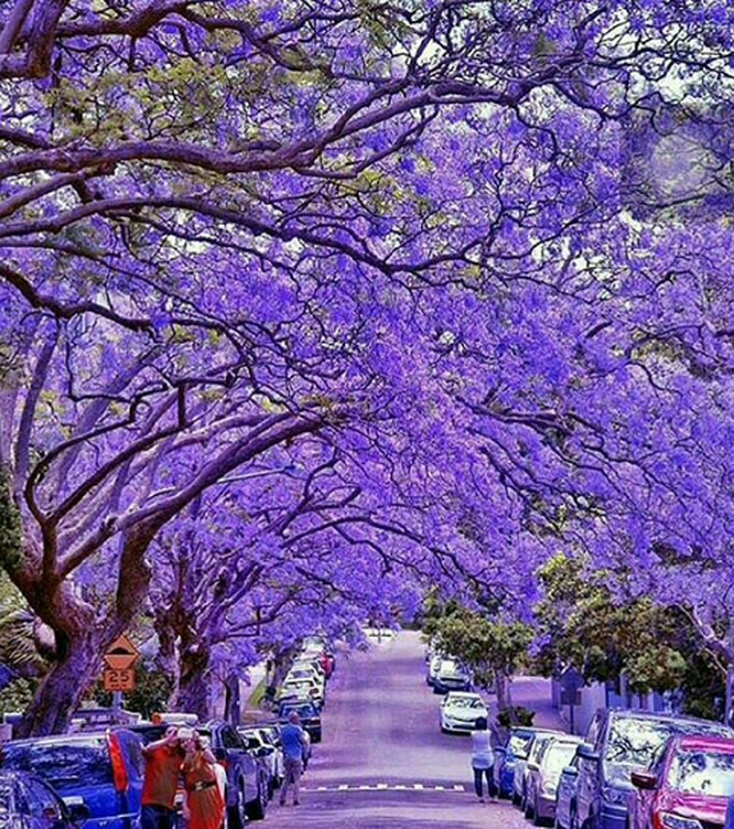 Chiêm ngưỡng những con đường đẹp như trong mơ trên khắp thế giới ảnh 1 Nguồn: Bright Side