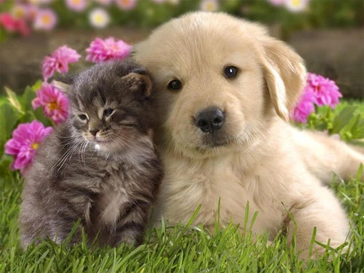 6 cách “lừa đảo não bộ” khiến con người làm việc chăm chỉ hơn