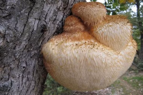 Nấm hầu thủ có tác dụng tốt trong việc phòng ngừa ung thư gan, ung thư đường ruột.