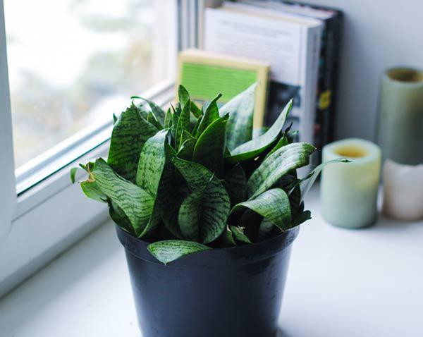 Đây là một loại cây đặc biệt có khả năng cung cấp nhiều oxy vào ban đêm giúp các chị em có được giấc ngủ sâu hơn sau một ngày dài mệt nhọc. Đồng thời, cây lưỡi mèo dễ trồng, thích hợp cả trên cạn và trong nước, thích hợp với môi trường thiếu ánh sáng, chịu được phòng lạnh nên luôn được săn lùng để đặt trong phòng ngủ hoặc trên bàn làm việc.