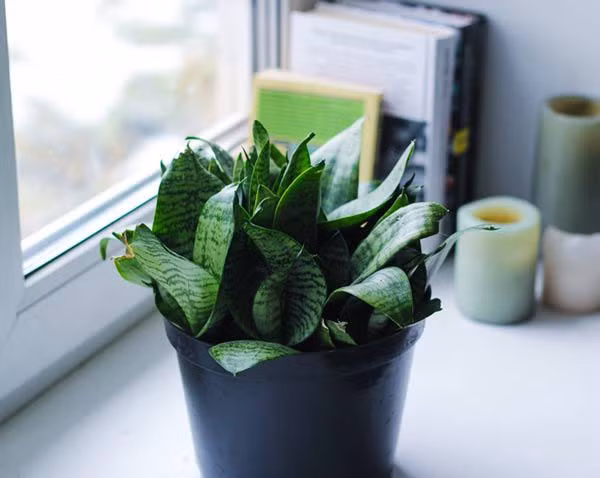 Đây là một loại cây đặc biệt có khả năng cung cấp nhiều oxy vào ban đêm giúp các chị em có được giấc ngủ sâu hơn sau một ngày dài mệt nhọc. Đồng thời, cây lưỡi mèo dễ trồng, thích hợp cả trên cạn và trong nước, thích hợp với môi trường thiếu ánh sáng, chịu được phòng lạnh nên luôn được săn lùng để đặt trong phòng ngủ hoặc trên bàn làm việc.