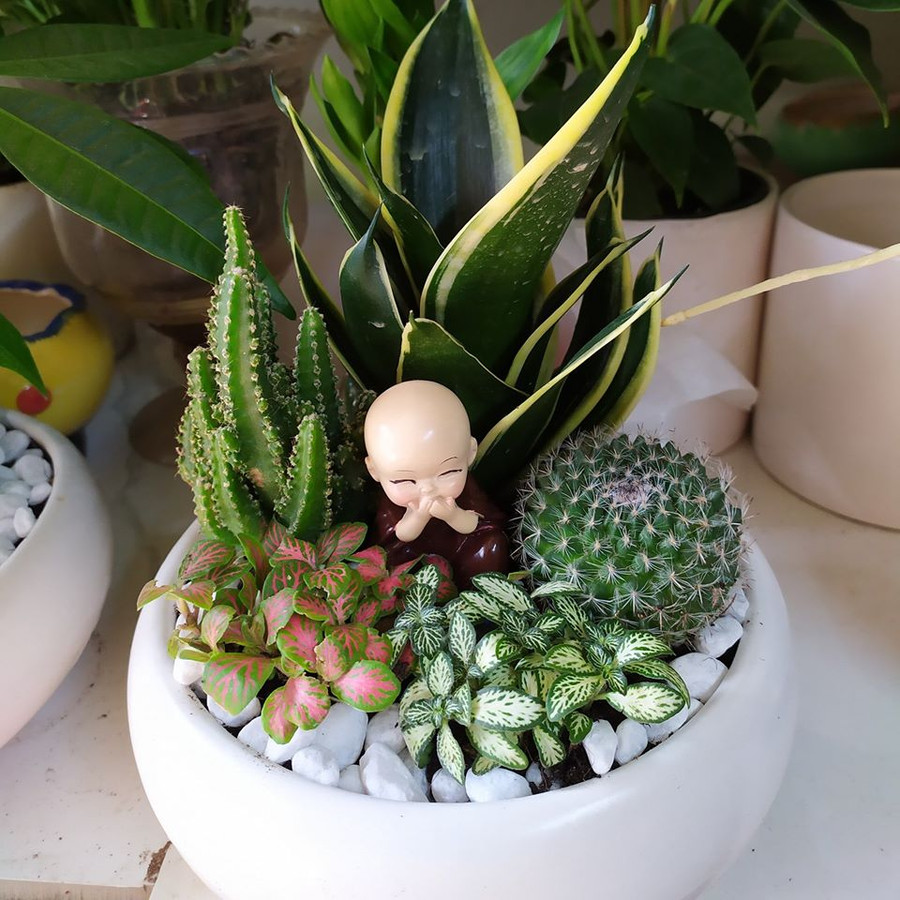 Ngoài ra Lưỡi Hổ kích thước nhỏ có thể mix với xương rồng và các cây khác để tô điểm cho bàn làm việc của bạn.