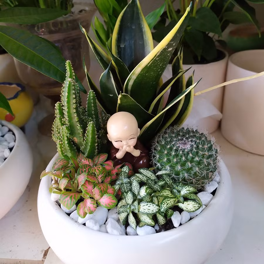 Ngoài ra Lưỡi Hổ kích thước nhỏ có thể mix với xương rồng và các cây khác để tô điểm cho bàn làm việc của bạn.