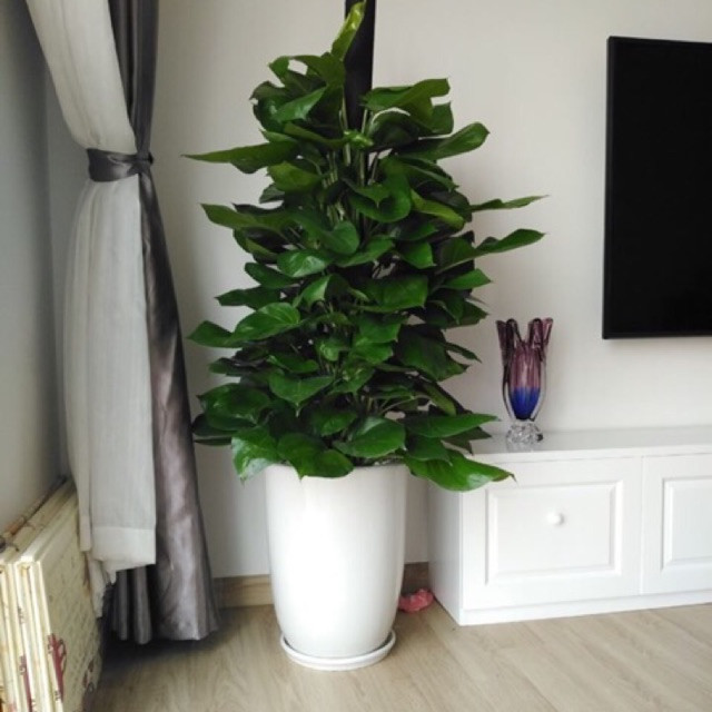 Bên cạnh đó, trầu bà đế vương còn hút bức xạ ở các thiết bị điện tử như: Máy tính, điện thoại, wifi, tivi, tủ lạnh, lò vi sóng… Ngoài ra trang trí không gian của gia đình bằng màu xanh của lá sẽ giúp tinh thần thoải mái và dễ chịu.