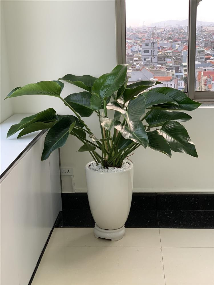 Nếu anh chồng của các chị em không bỏ được thói hút thuốc lá thì hãy đặt một cây trầu bà đế vương với tác dụng lọc các khí độc ở dạng hơi như chất gây ung thư formaldehydes, khói thuốc và nhiều chất hóa học dễ bay hơi khác. Có thể đặt cây ở phòng khách, hành lang hay thậm chí là cả phòng ngủ, những nơi tập trung nhiều khói thuốc.