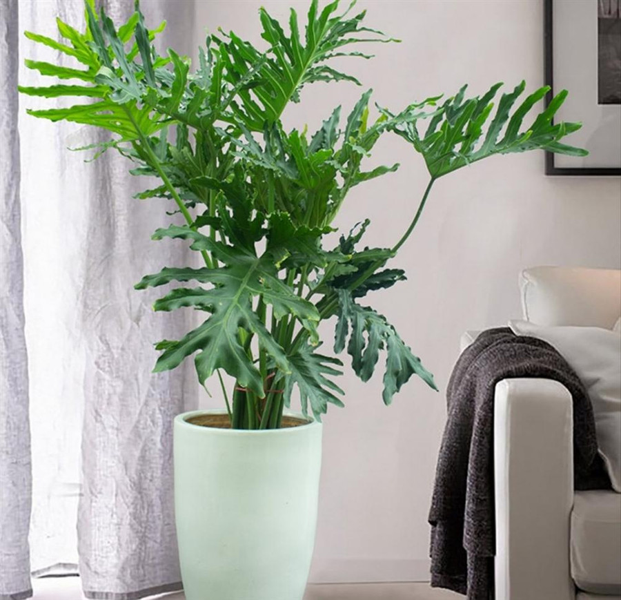 Cây trầu bà thanh xuân xanh tốt quanh năm nên thường được trồng làm cây cảnh trang trí nội thất, đặt nơi sảnh, hành lang, trước cửa văn phòng, khách sạn,...