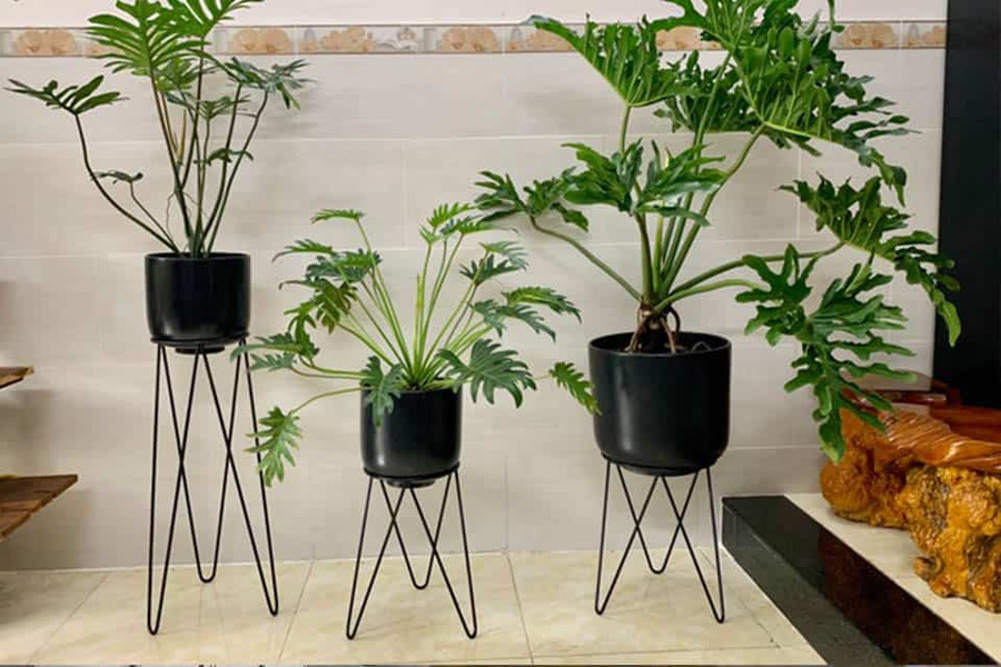 Trầu bà thanh xuân có tác dụng lọc khí rất tốt, giảm thiểu sự ô nhiễm ozon cho môi trường xung quanh. Với khả năng hấp thụ mạnh các tia bức xạ từ các thiết bị điện tử, các loại khí độc dễ bay hơi, chất gây ung thư cho con người như benzen, formaldehydes… Trầu bà thanh xuân sẽ rất hữu ích cho gia đình của các chị em.