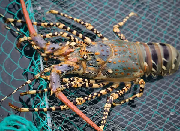 Thưởng thức phở Thìn vừa quen, vừa lạ ở Vinpearl-5