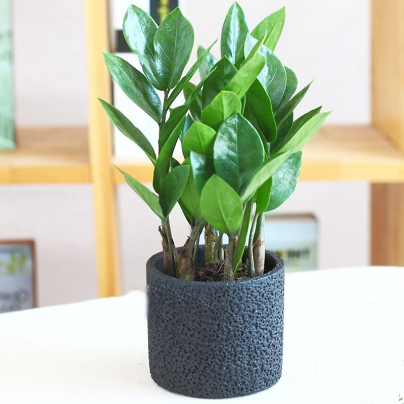 Cây kim tiền nhỏ có thể đặt trên bàn làm việc hoặc trên ô cửa sổ, ban công để giúp không gian thêm tươi mát, thoáng đãng, giảm stress.