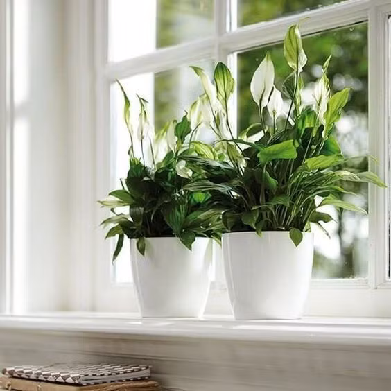 Lan Ý có thể lọc được một số khí độc hại gây ung thư và các năng lượng bức xạ từ thiết bị điện tử. Bởi vậy, cây thường được đặt trong phòng khách hay văn phòng làm việc.