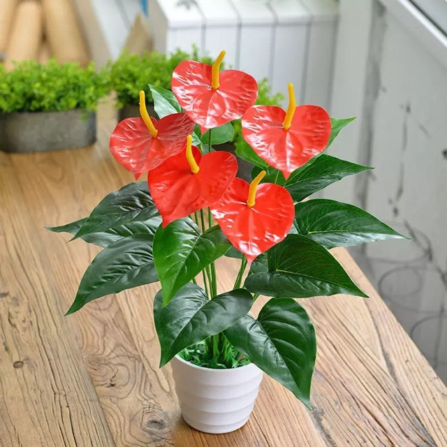 Nếu thích căn nhà nổi bật hơn các chị em có thể chọn Hồng Môn bởi kiểu dáng và màu sắc của cây rất đẹp. Không chỉ vậy, Cây Hồng Môn còn có thể giữ ẩm tốt, hấp thụ nhiều chất độc như xylen, toluen trong không khí và chuyển đổi chúng thành các chất vô hại.