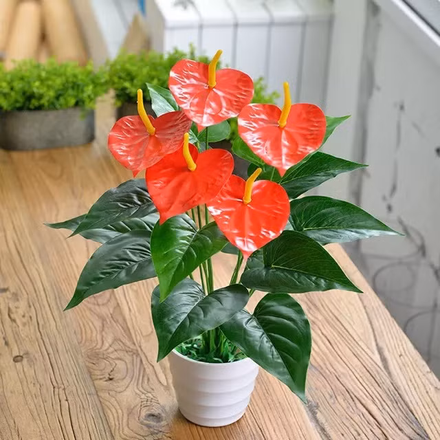 Nếu thích căn nhà nổi bật hơn các chị em có thể chọn Hồng Môn bởi kiểu dáng và màu sắc của cây rất đẹp. Không chỉ vậy, Cây Hồng Môn còn có thể giữ ẩm tốt, hấp thụ nhiều chất độc như xylen, toluen trong không khí và chuyển đổi chúng thành các chất vô hại.