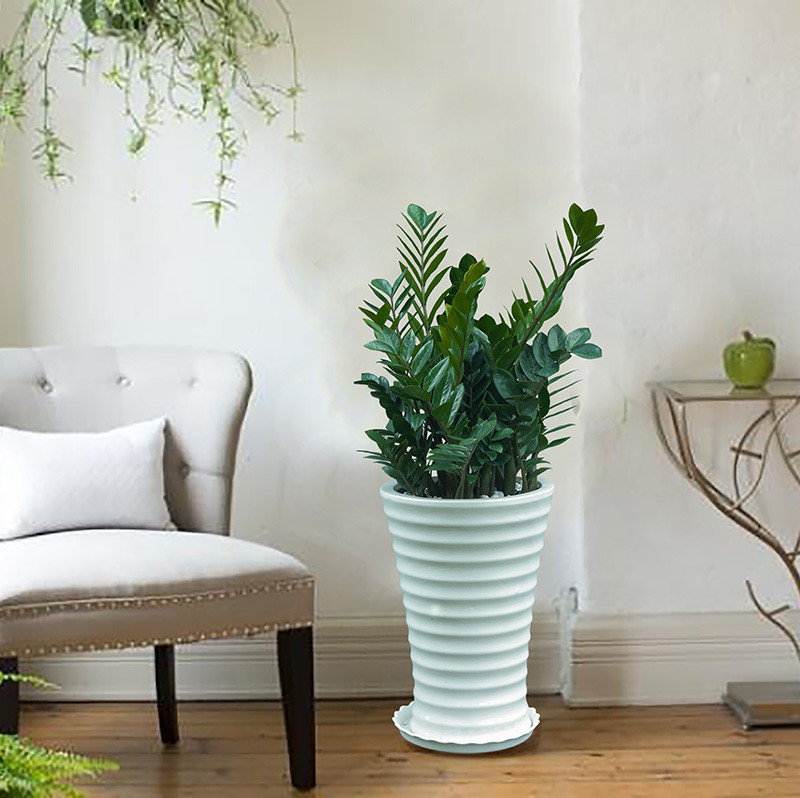 Loài cây xanh mượt này thường được dùng làm cây nội thất bởi khả năng phát triển tốt trong điều kiện ít ánh sáng, râm mát và không cần nhiều độ ẩm. Hơn nữa, nó còn là loài cây hút khí độc giúp loại bỏ khí độc và khói bụi.