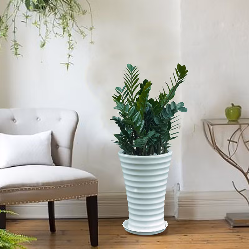 Loài cây xanh mượt này thường được dùng làm cây nội thất bởi khả năng phát triển tốt trong điều kiện ít ánh sáng, râm mát và không cần nhiều độ ẩm. Hơn nữa, nó còn là loài cây hút khí độc giúp loại bỏ khí độc và khói bụi.