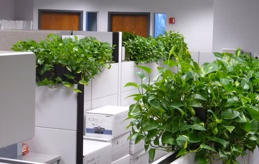 Vạn niên thanh trưng ở văn phòng. Ảnh minh họa.