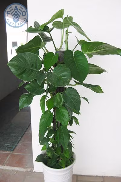 Vạn niên thanh trưng ở hành lang. Ảnh minh họa.