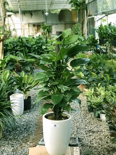 Vạn niên thanh trưng ở sân vườn. Ảnh minh họa.