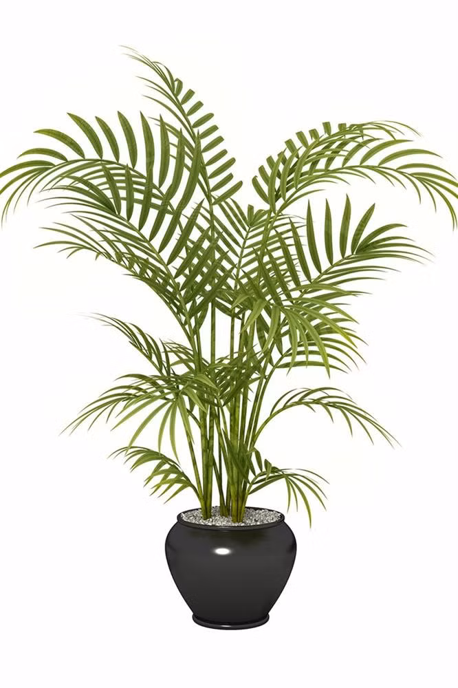 4 loại cây cảnh vừa làm đẹp nhà vừa giảm dị ứng từ chất độc trong không khí ảnh 2