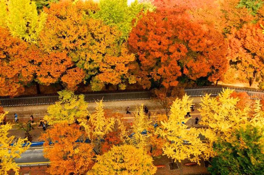 7 con đường mùa thu như chỉ có trong cổ tích-6