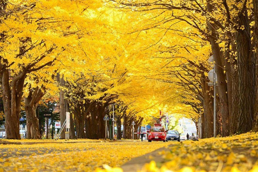 7 con đường mùa thu như chỉ có trong cổ tích-3