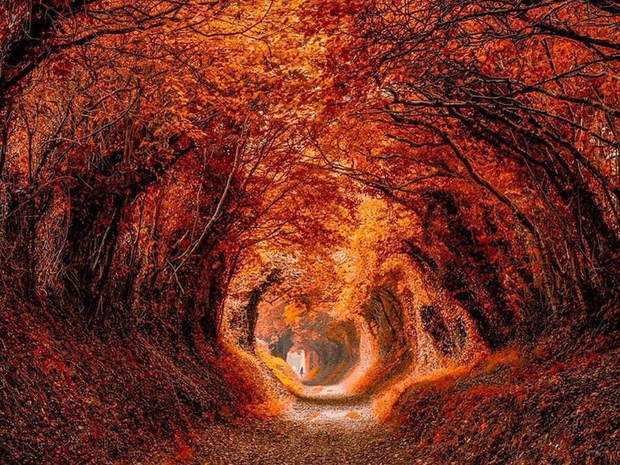 7 con đường mùa thu như chỉ có trong cổ tích-4