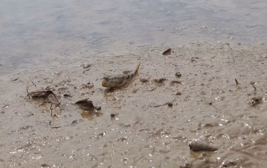 Cá thòi lòi được xem là loài cá kỳ dị. Chúng không chỉ biết lặn dưới nước, chui vào hang mà còn biết chạy nhảy trên cạn, leo cây kiếm ăn. Ảnh: LT.