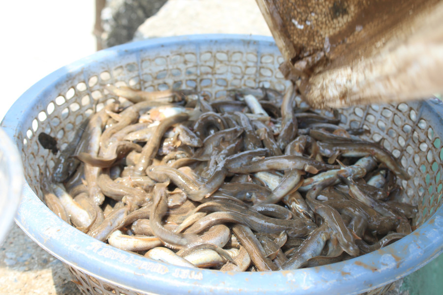 Cá thòi lòi được thương lái thu mua tận bến và chưa bao giờ ế. Ảnh: LT.