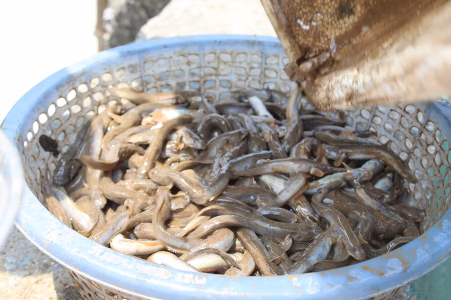 Cá thòi lòi được thương lái thu mua tận bến và chưa bao giờ ế. Ảnh: LT.