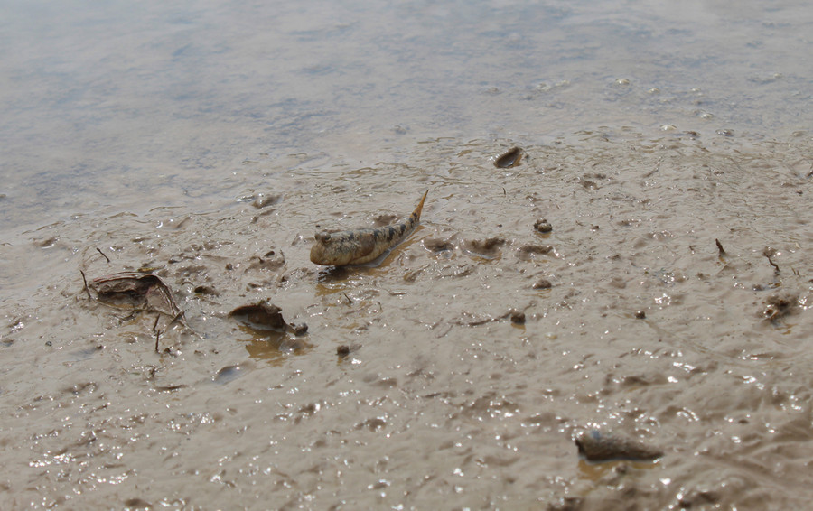 Cá thòi lòi được xem là loài cá kỳ dị. Chúng không chỉ biết lặn dưới nước, chui vào hang mà còn biết chạy nhảy trên cạn, leo cây kiếm ăn. Ảnh: LT.