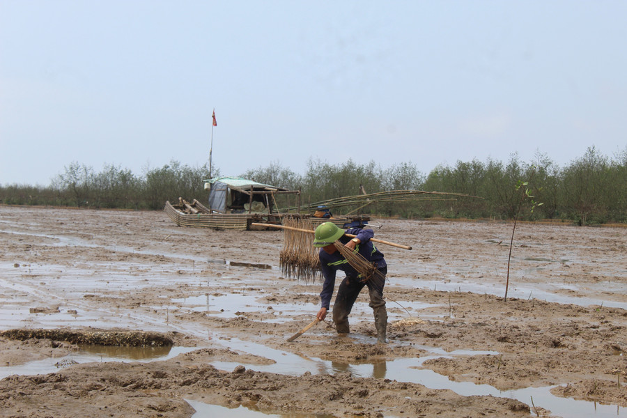 Sau khi phát hiện ra hang trú ẩn, ngư dân sẽ cẩn thận đặt bẫy kẹp và chờ thu chiến lợi phẩm. Ảnh: LT.