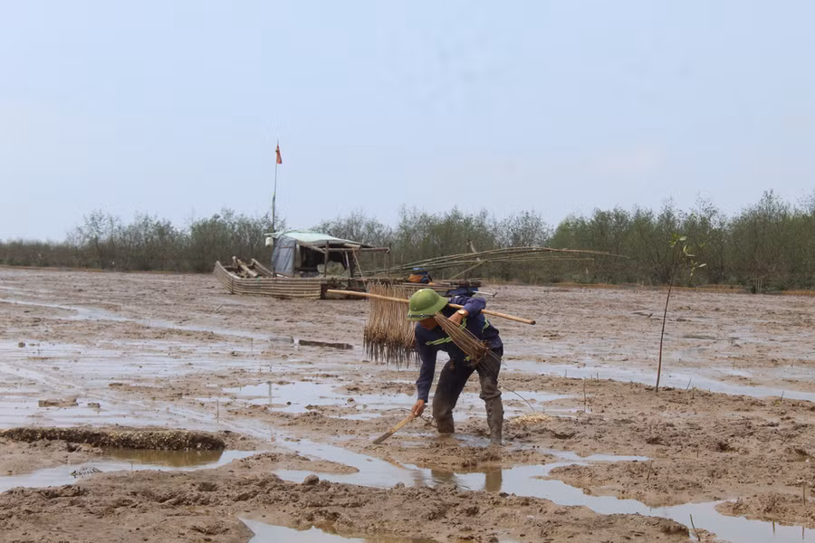 Sau khi phát hiện ra hang trú ẩn, ngư dân sẽ cẩn thận đặt bẫy kẹp và chờ thu chiến lợi phẩm. Ảnh: LT.