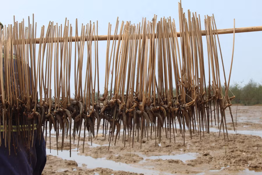 Những chiếc bẫy kẹp đầy cá thòi lòi của ngư dân làng biển xứ Thanh. Ảnh: LT.